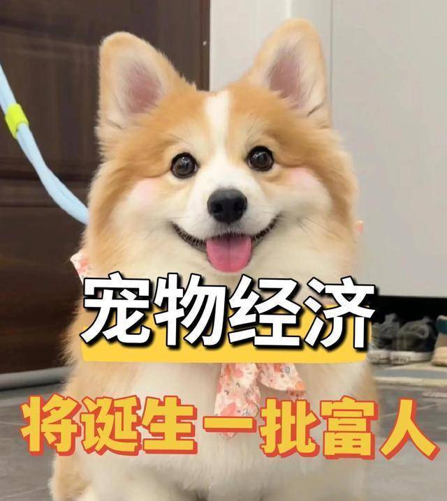 降临消费冷淡难改5大赛道悄悄赚翻天CQ9电子登录注册中国低欲望时代(图9)